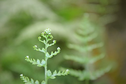 Søm, Korn, Naturlig, Landbrug, Plante