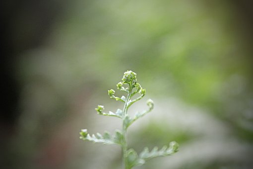 Søm, Naturlig, Plante, Skov, Urter, Træ