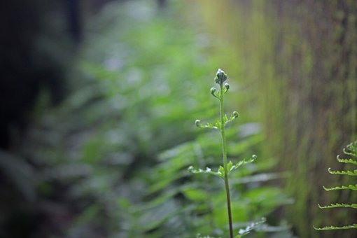 Søm, Naturlig, Landbrug, Plante