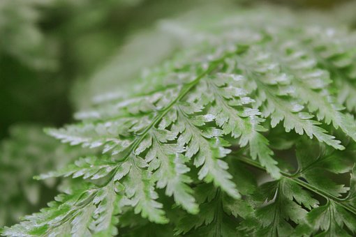 Søm, Naturlig, Landbrug, Plante