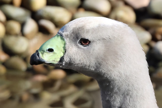 Kap Unfruchtbare Gans, Gans, Vogel