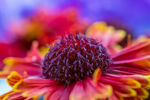 Flor, Natureza, Primavera, Macro