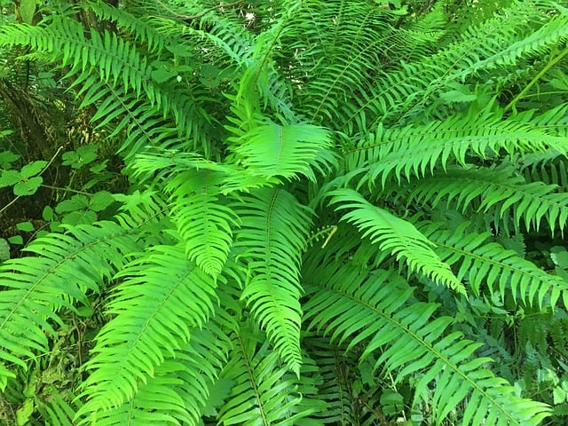 Free Green Spring Green photo and picture