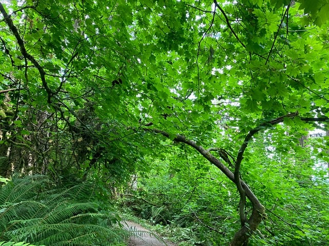 Free Leaves Flora photo and picture