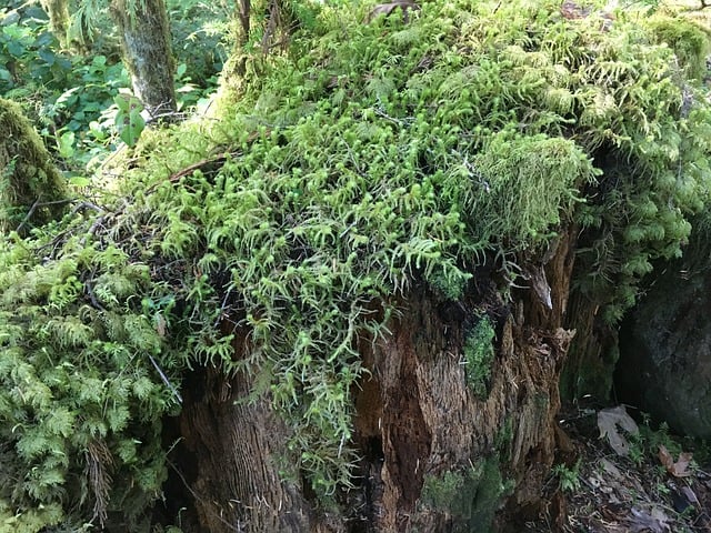 Free Nurse Log Moss photo and picture