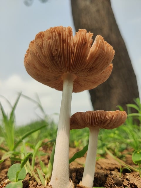 Free Mushroom Wild Mushroom photo and picture