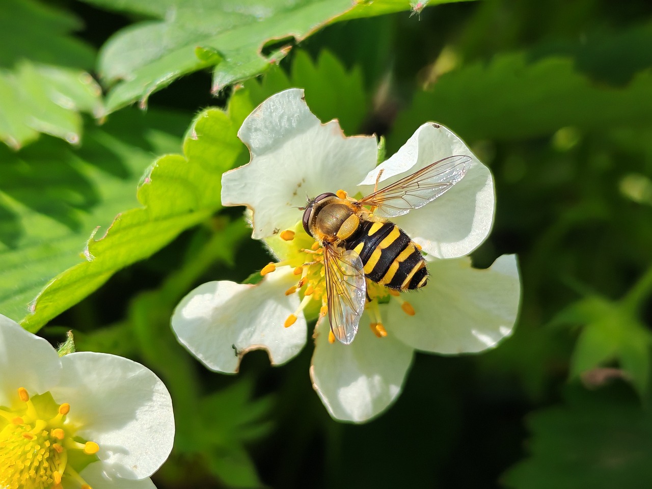 Bee Insect Nature - Free photo on Pixabay