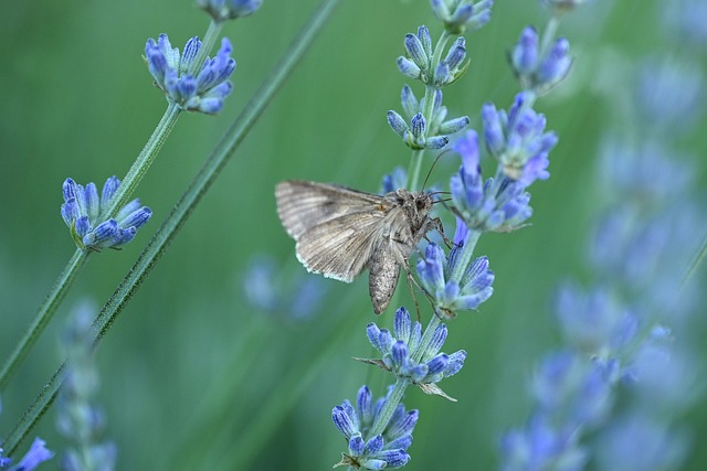 Lavender Insect Lavender Butterfly Insect - Free photo on Pixabay