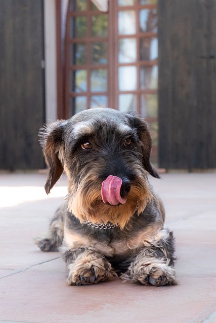 Câine, Animal De Companie, Animal