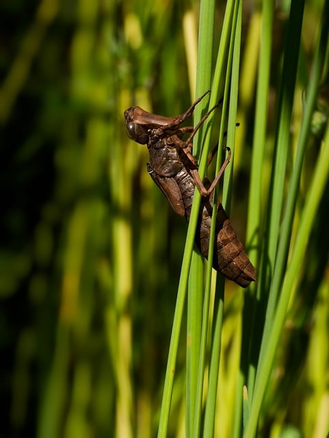 Vážka, Larva, Hmyz, Loutka, Příroda