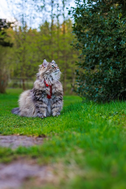 Free Cat Animal photo and picture