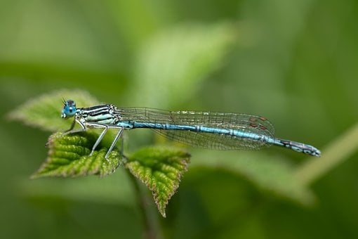 Free Dragon-Fly Insect photo and picture