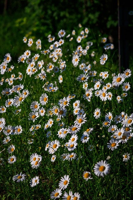 Free Daisies Flowers photo and picture
