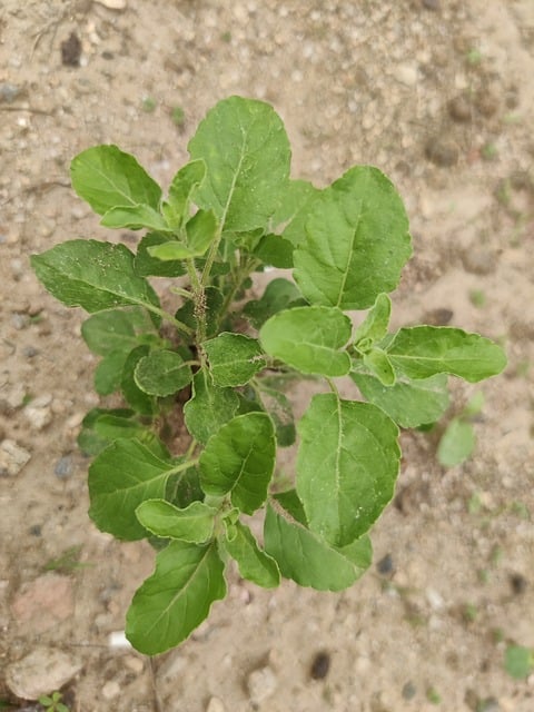 Free Tulsi Holy Basil photo and picture