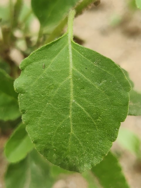 Free Holy Basil Tulsi Leaf photo and picture