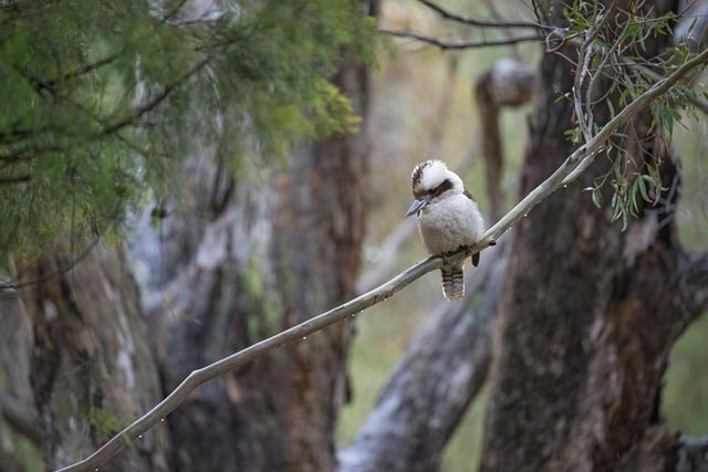 Laughing Kookaburra - Free photo on Pixabay