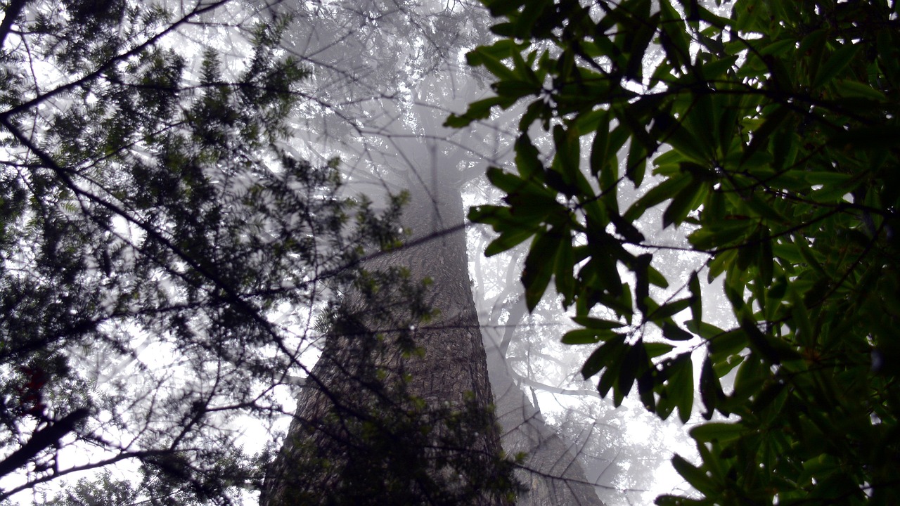 Download free HD stock image of Forest Therapy Light Free Forest Therapy Light photo and picture