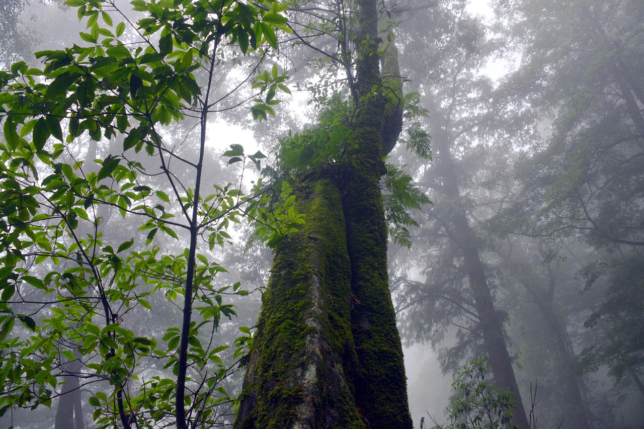 Download free HD stock image of Forest Therapy Light Free Forest Therapy Light photo and picture