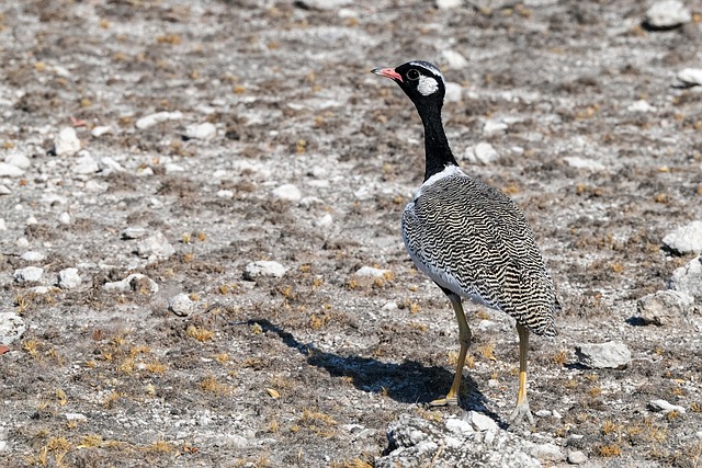 Free Bustard Bird photo and picture