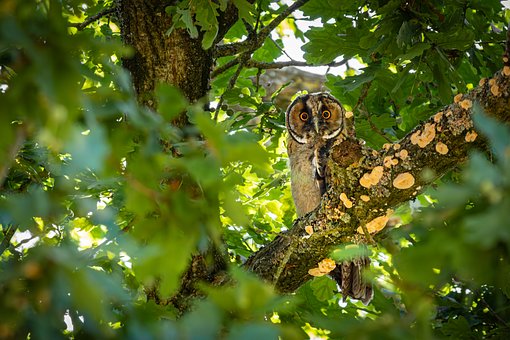 Free Long-Eared Owl Owl photo and picture