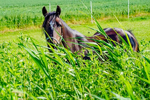 Hest, Hoppe, Beitemark, Eng, Grønn