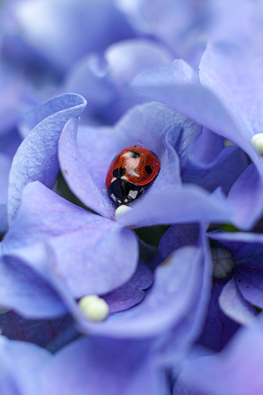 Ladybug Bug Nature - Free photo on Pixabay