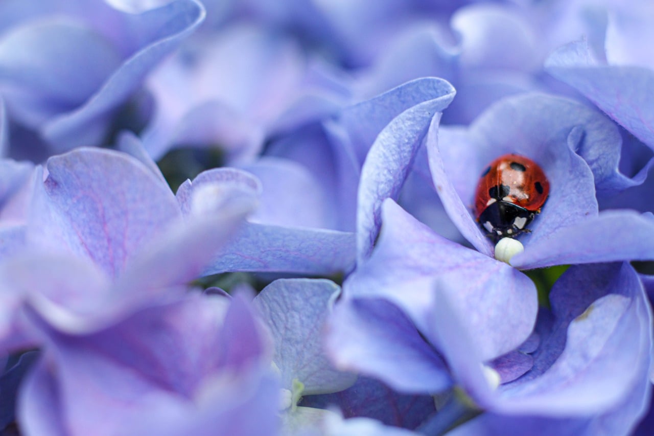 Ladybug - free online jigsaw puzzle photo
