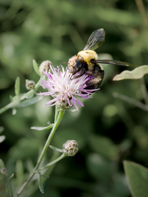 Free Bee Bumblebee photo and picture