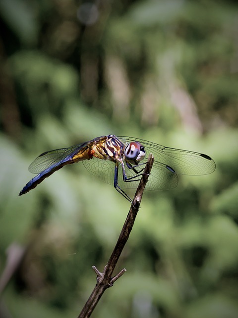 Free Dragonfly Damselfly photo and picture