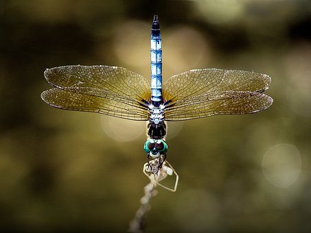 Free Dragonfly Damselfly photo and picture