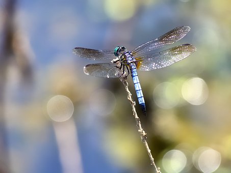 Free Dragonfly Damselfly photo and picture