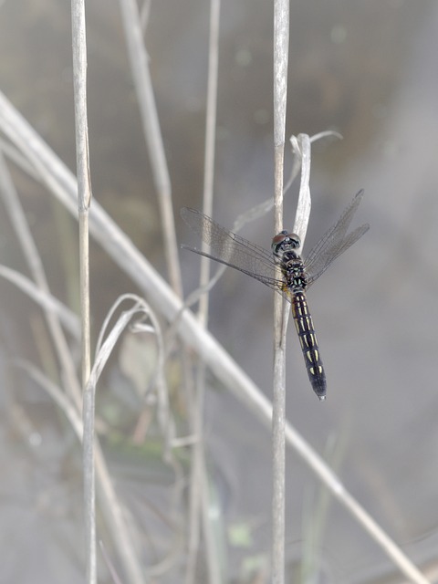 Free Dragonfly Damselfly photo and picture