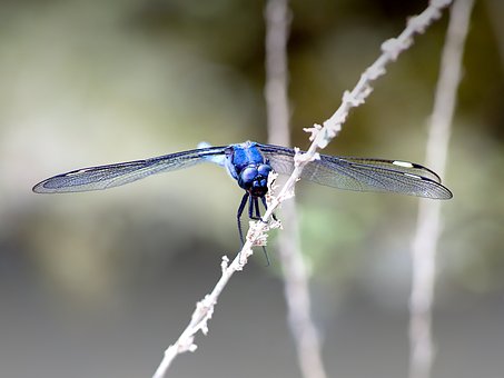 Free Dragonfly Damselfly photo and picture