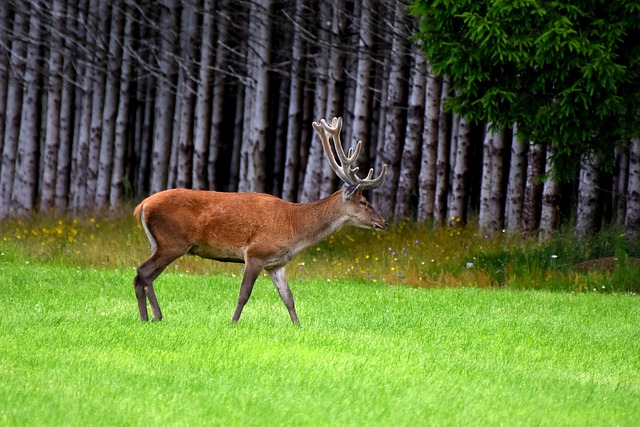 Free Wild Animals photo and picture