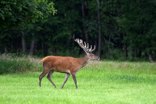 Free Wild Animals photo and picture
