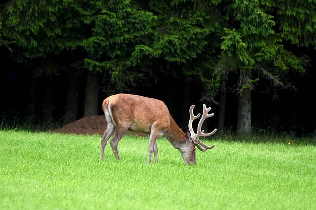 Free Nature Wild photo and picture