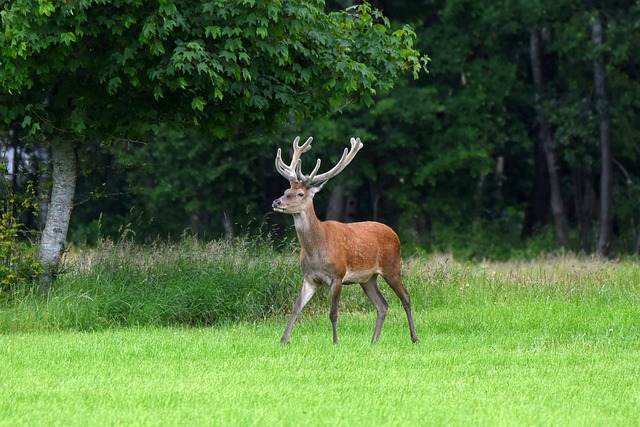 Free Wild Animals photo and picture