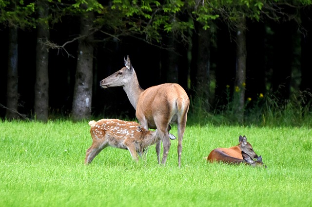 Free Animals Nature photo and picture