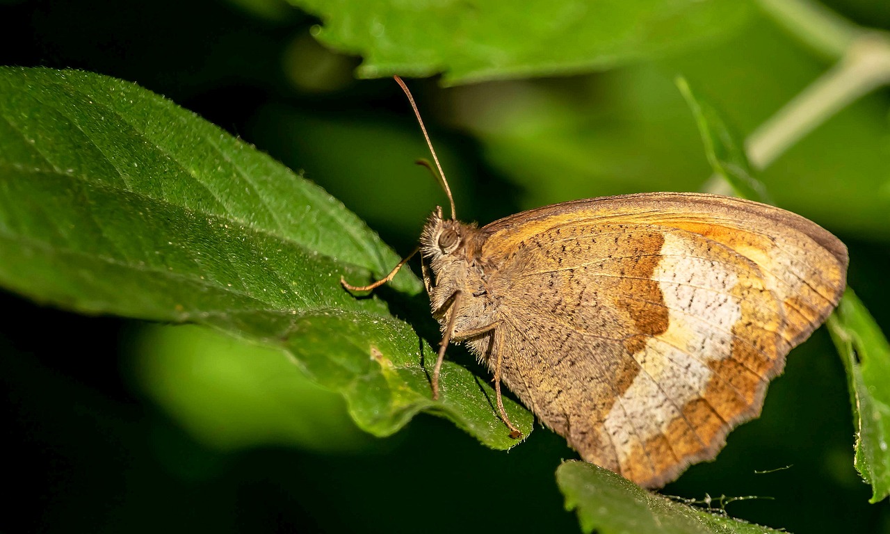 Butterfly - free online jigsaw puzzle photo