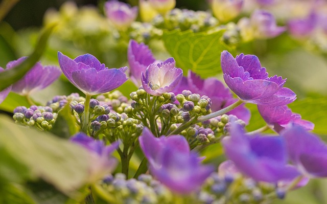Free Flowers Hortensia photo and picture