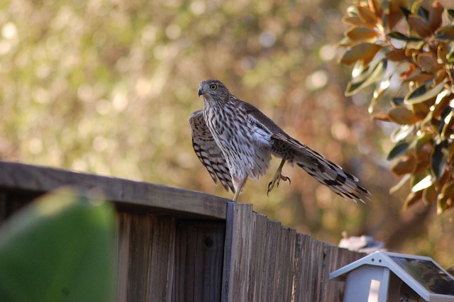 Hawk Bird Animal Wild - Free photo on Pixabay