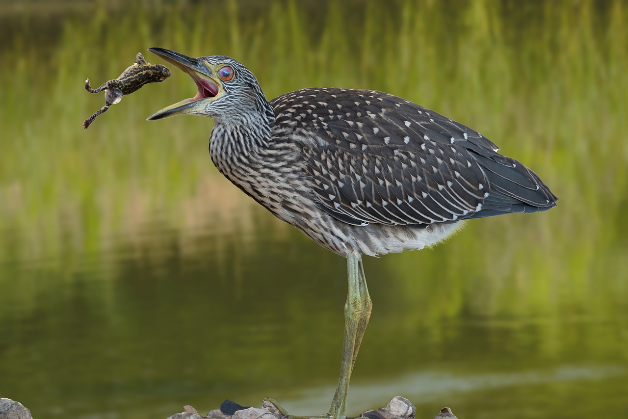 Yellow-Crowned Night-Heron - free online jigsaw puzzle photo