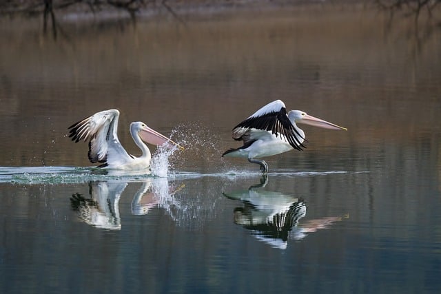 Free Australian Pelican Pelican photo and picture