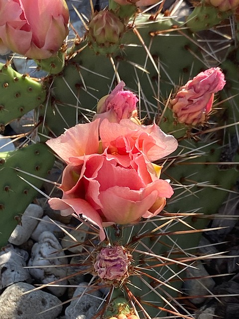 Free Cacti Thorns photo and picture