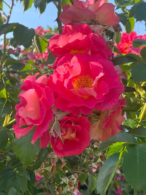 Free Rose Rose Blossom photo and picture