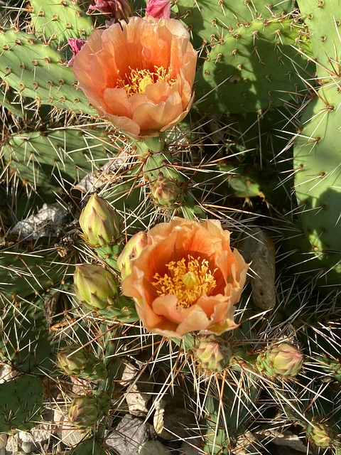 Free Cactus Cacti photo and picture
