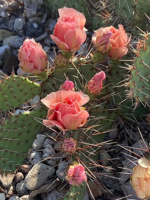 Free Cactus Nature photo and picture