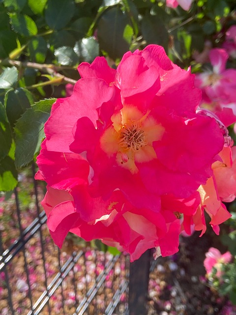 Free Rose Flower photo and picture