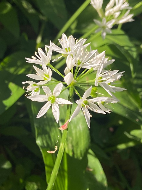 Free Wild Garlic Blossom photo and picture