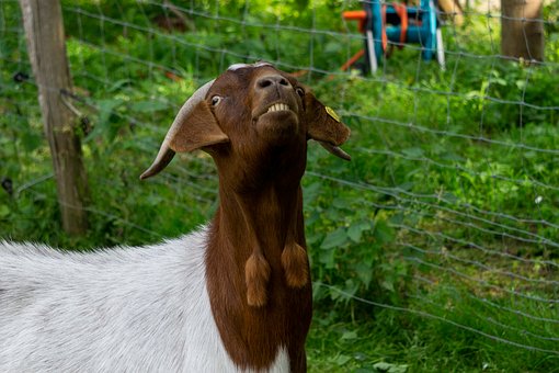 Geit, Natur, Tamgeit, Hornet, Horn, Dyr